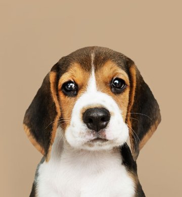 Dog For Sale