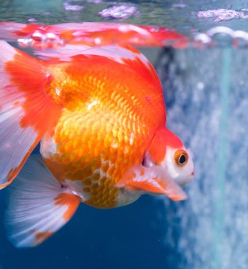 Goldfish For Sale